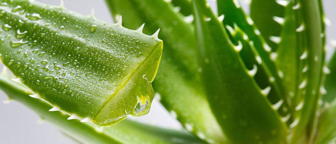 aloe