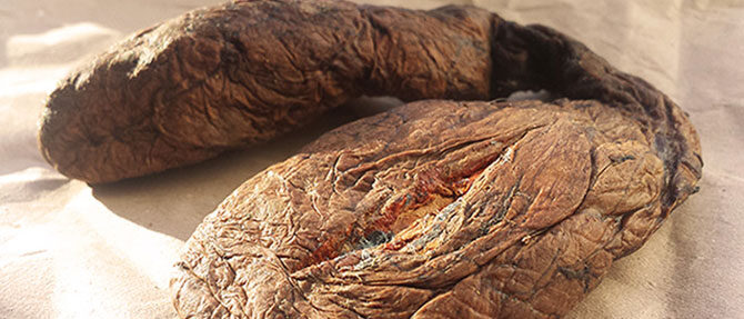 Бобровая струя