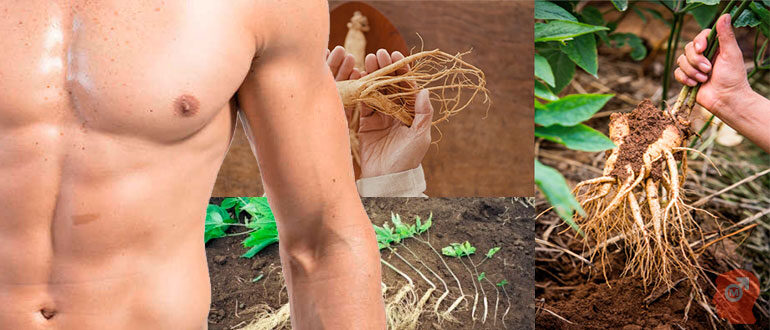 jenshen-dlya-potencii