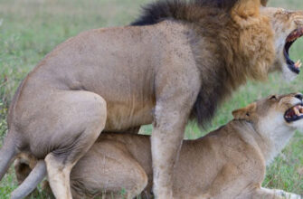 kak-povysit-libido-u-muzhchin