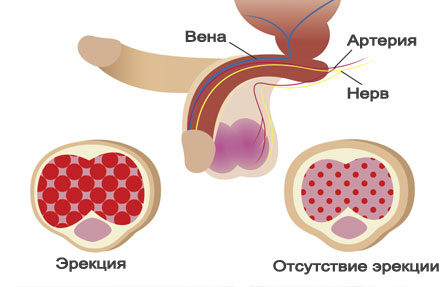Как возникает эрекция