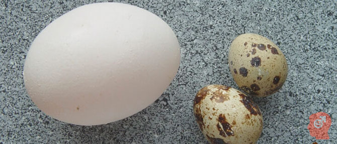 kurinoe-ili-perepelinoe-yaico