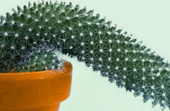 lechenie-erektilnoj-disfunkcii