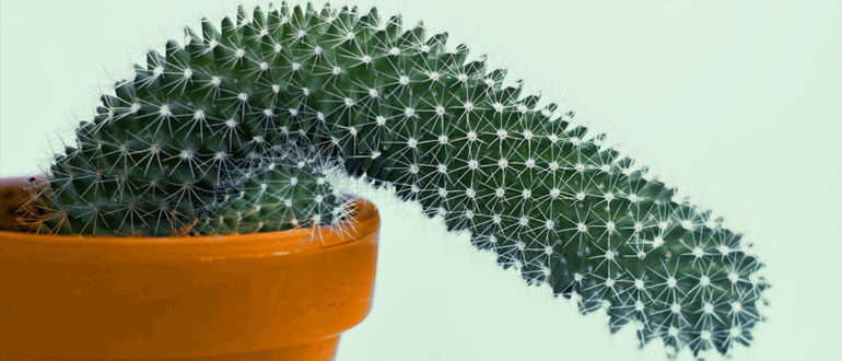 lechenie-erektilnoj-disfunkcii