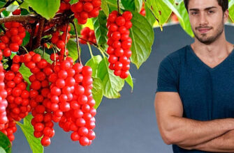 limonnik-dlya-potentsii