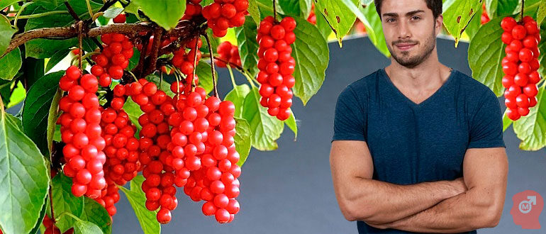 limonnik-dlya-potentsii