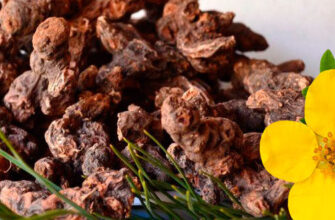 nastoyka-kalgana-dlya-potentsii