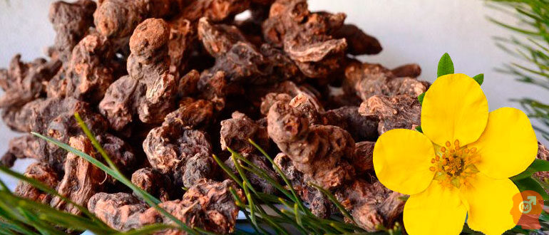 nastoyka-kalgana-dlya-potentsii