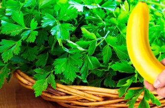 petrushka-dlya-potentsii