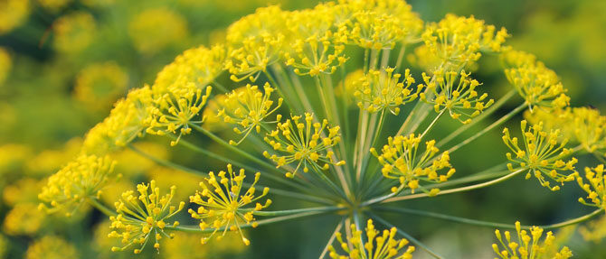 recept-vostochnoi-medicini