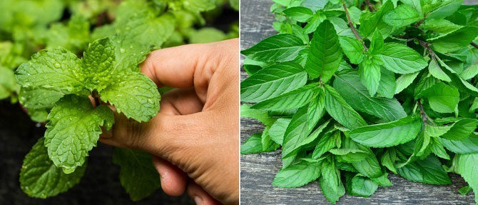 recepty-dlya-uluchsheniya-potencii