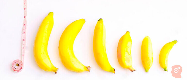 Средняя длина мужского полового члена в мире и России