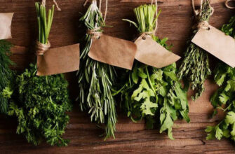 travy-dlya-povysheniya-potencii-u-muzhchin