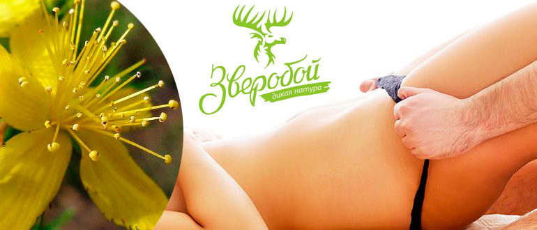 zveroboi-dlya-potencii